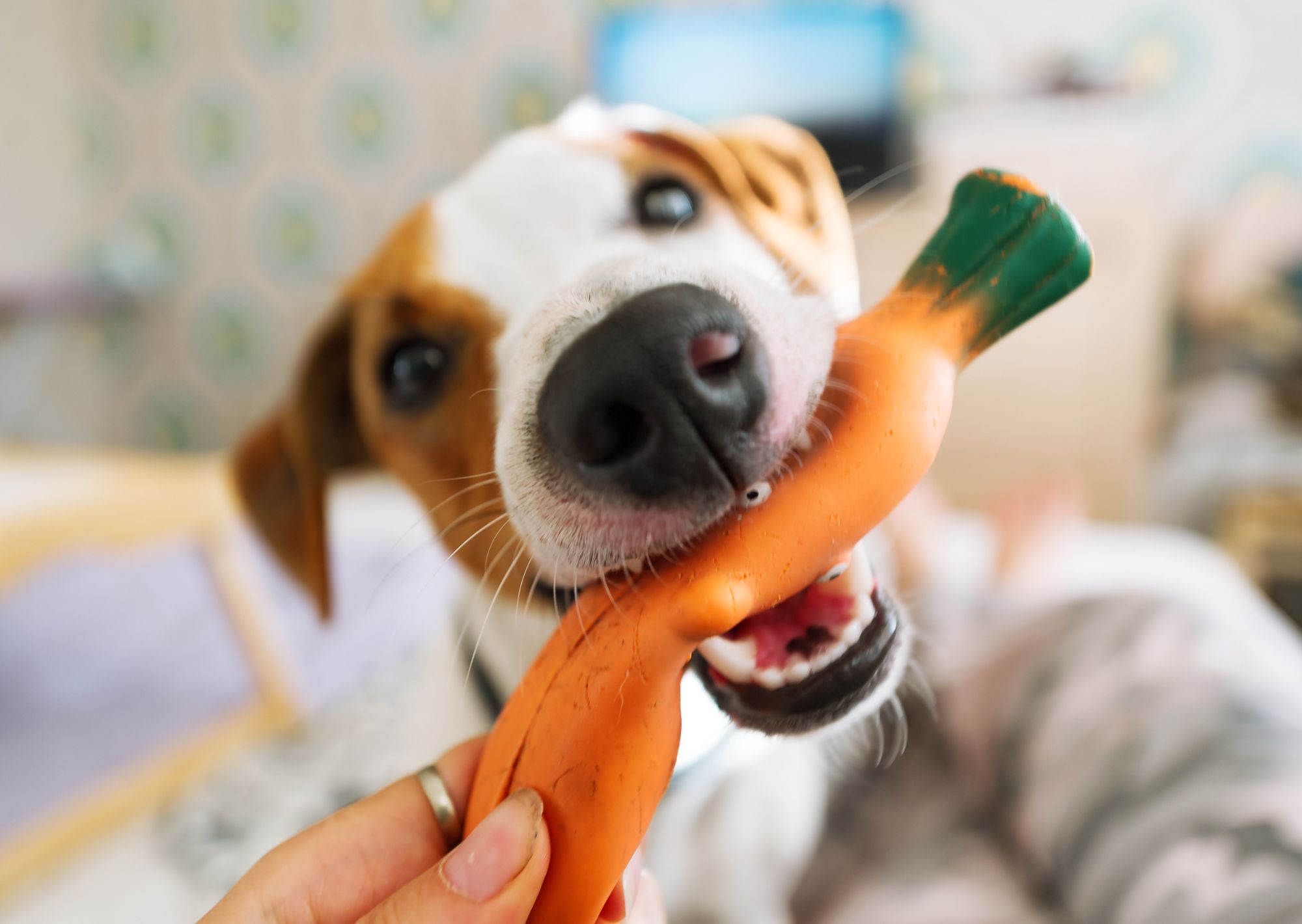 Inspiratie 8 Wortel hot dog