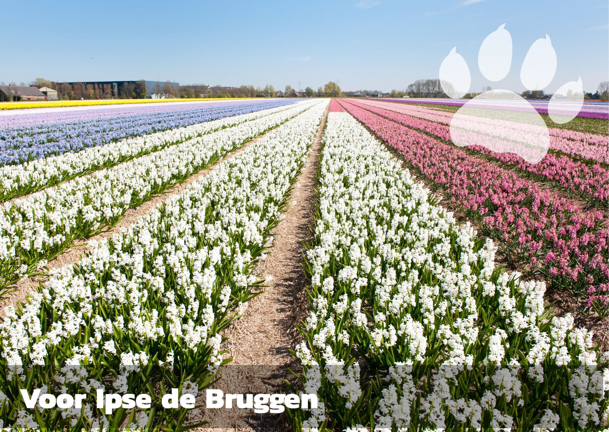 Hollands glorie: koekje erbij?
